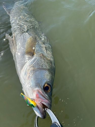 フッコ（マルスズキ）の釣果