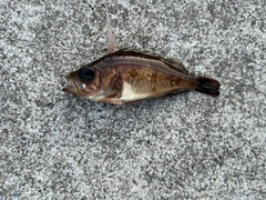 メバルの釣果