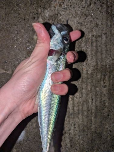 マサバの釣果