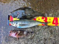 ヒラメの釣果