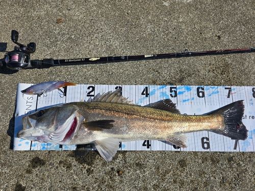 シーバスの釣果