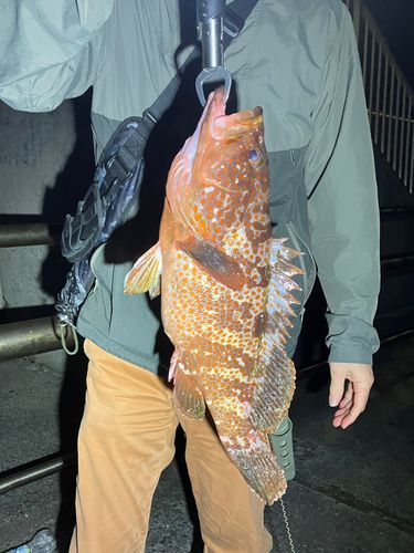 キジハタの釣果