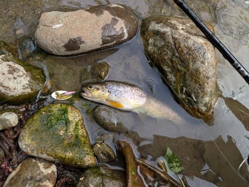 ブラウントラウトの釣果
