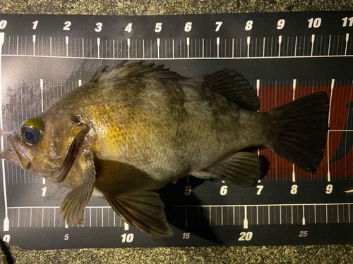 シロメバルの釣果