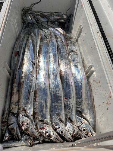 タチウオの釣果
