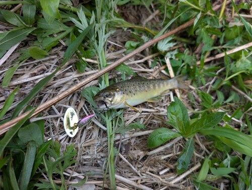 ブラウントラウトの釣果