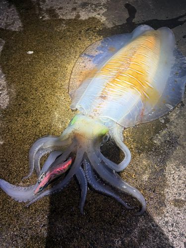 アオリイカの釣果