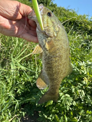 スモールマウスバスの釣果