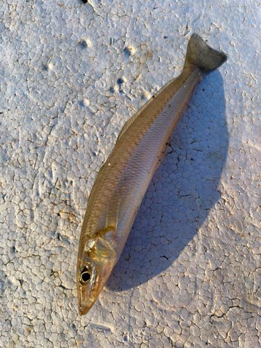 シロギスの釣果