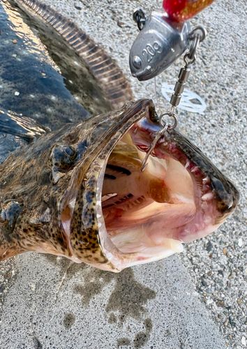 ヒラメの釣果