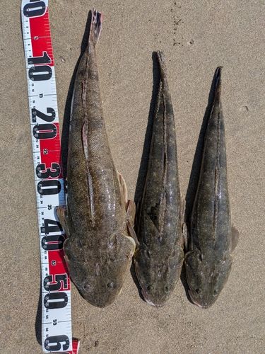 マゴチの釣果