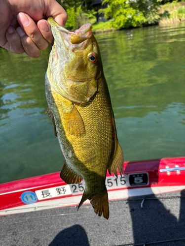 スモールマウスバスの釣果