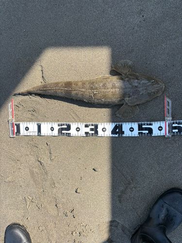 マゴチの釣果