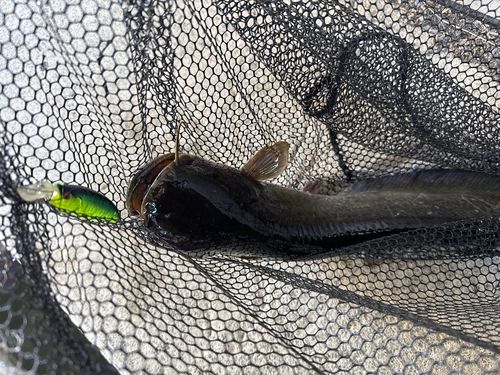 ナマズの釣果
