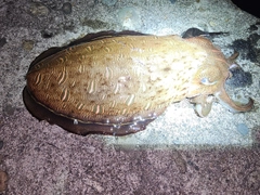 モンゴウイカの釣果