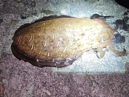 モンゴウイカの釣果