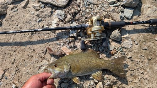 スモールマウスバスの釣果
