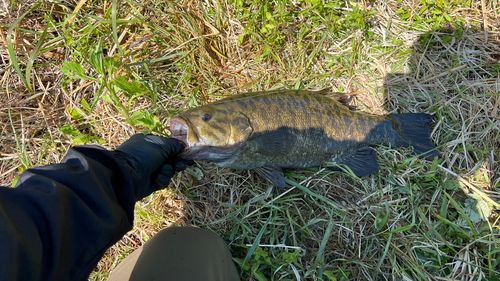 スモールマウスバスの釣果