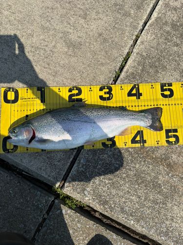 スチールヘッドの釣果