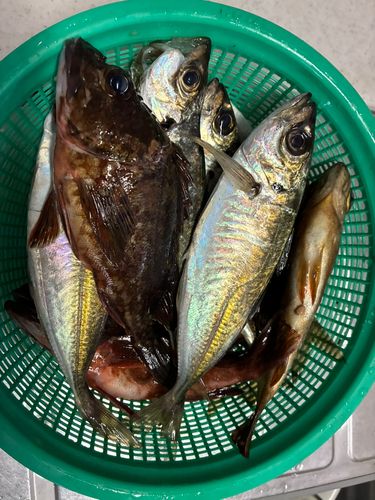 アジの釣果