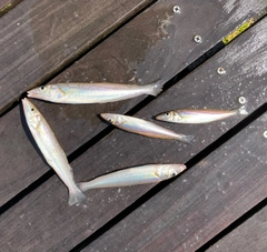 シロギスの釣果