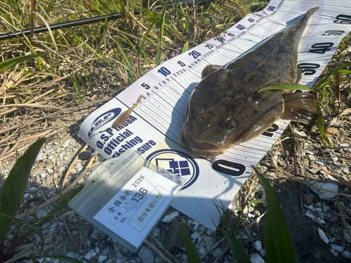 マゴチの釣果