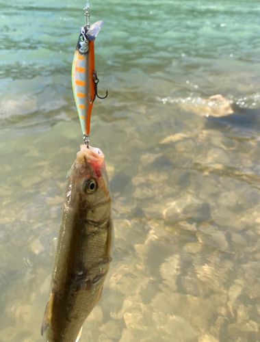 ウグイの釣果
