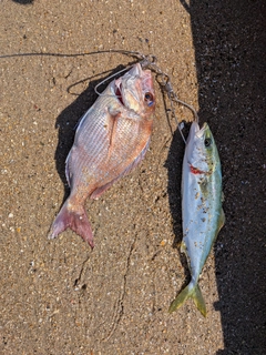マダイの釣果