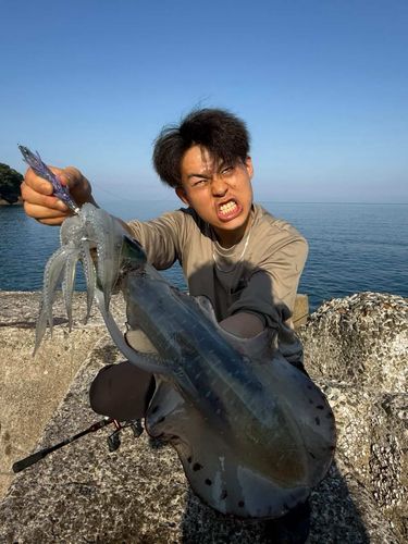 アオリイカの釣果