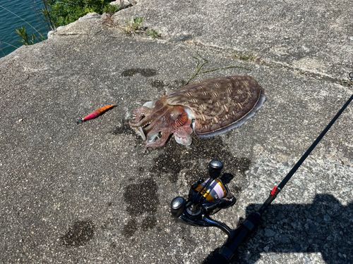 コウイカの釣果