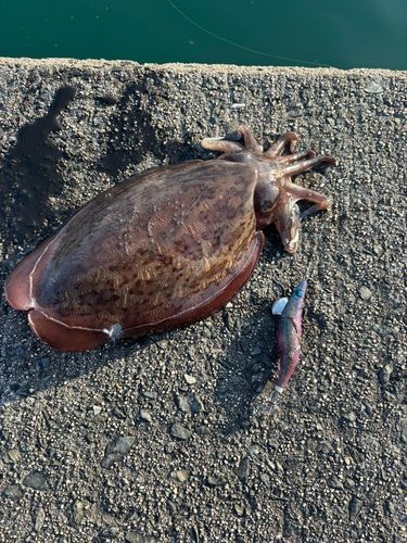 コウイカの釣果
