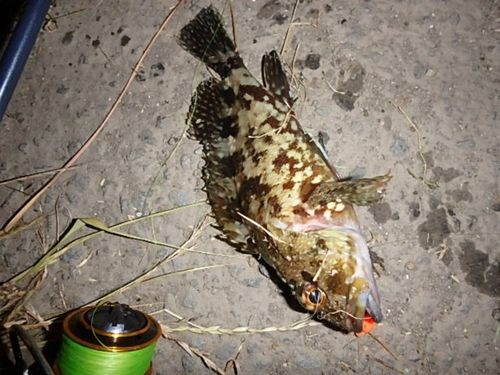 アラカブの釣果