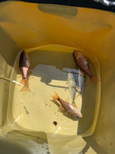 ネンブツダイの釣果