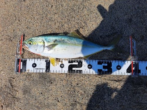 イナダの釣果