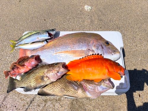 タイの釣果