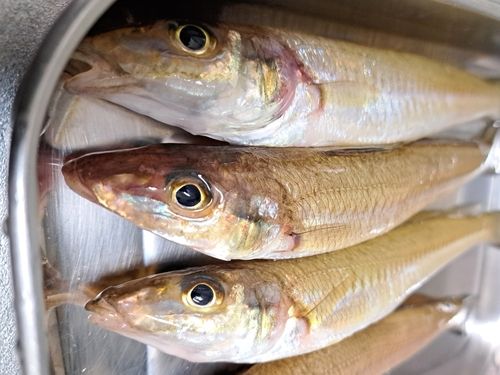 シロギスの釣果