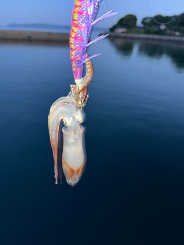 ヒイカの釣果