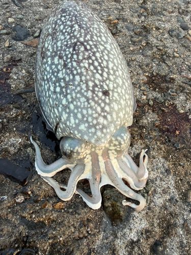 シリヤケイカの釣果