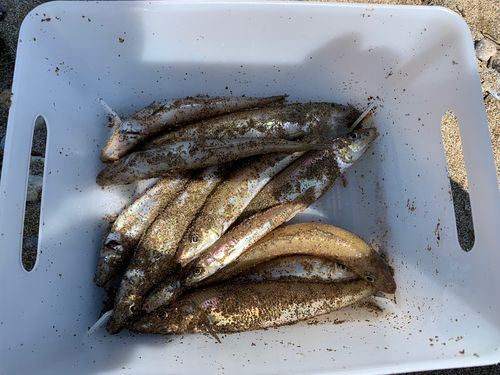 シロギスの釣果