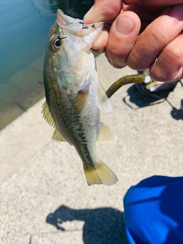 ラージマウスバスの釣果