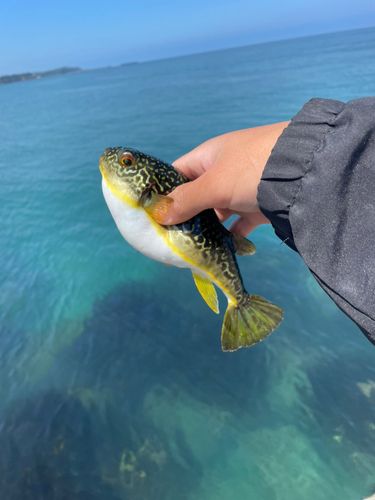 ショウサイフグの釣果