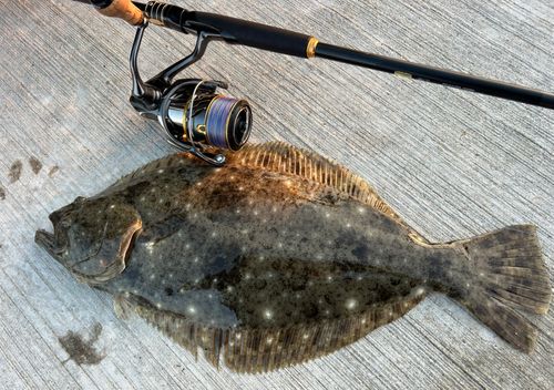 ヒラメの釣果