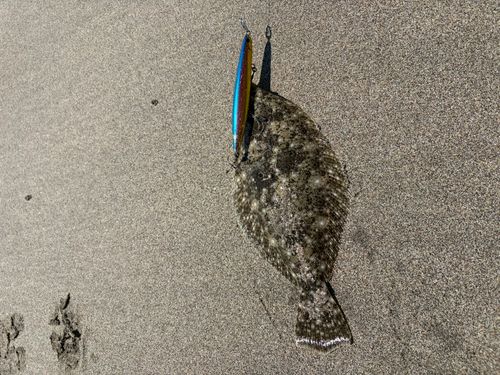 ソゲの釣果
