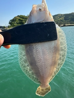 ソゲの釣果
