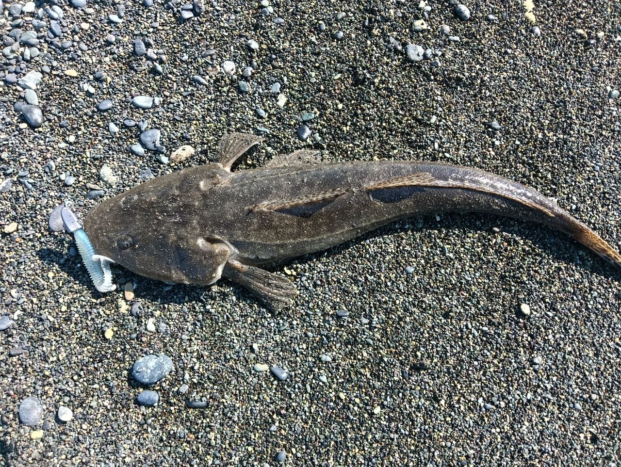 ニン🎣さんの2026年05月17日(日)の釣行(神奈川県 - 大磯海岸