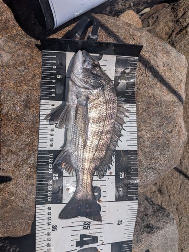 チヌの釣果