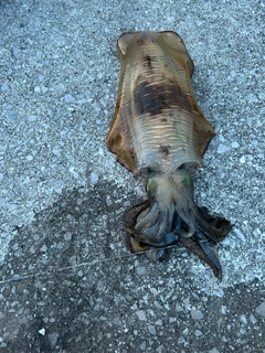 モイカの釣果
