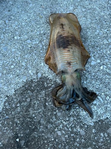 モイカの釣果