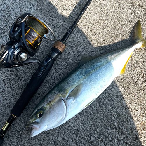 ツバイソの釣果