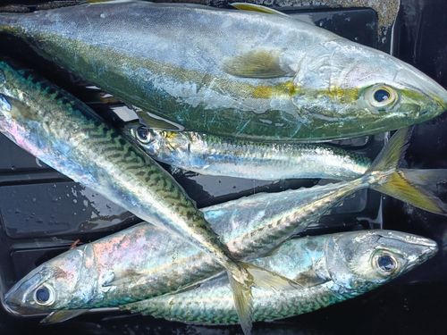ワカシの釣果